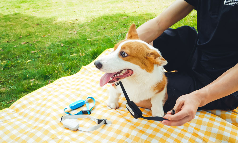 Pet Tracking Collars