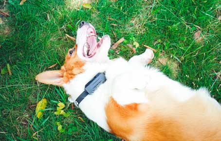 The 2023 New Pet GPS Tracker