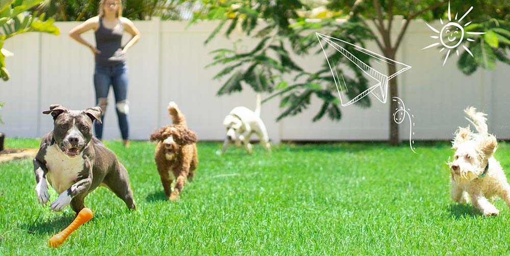 automatic dog feeder