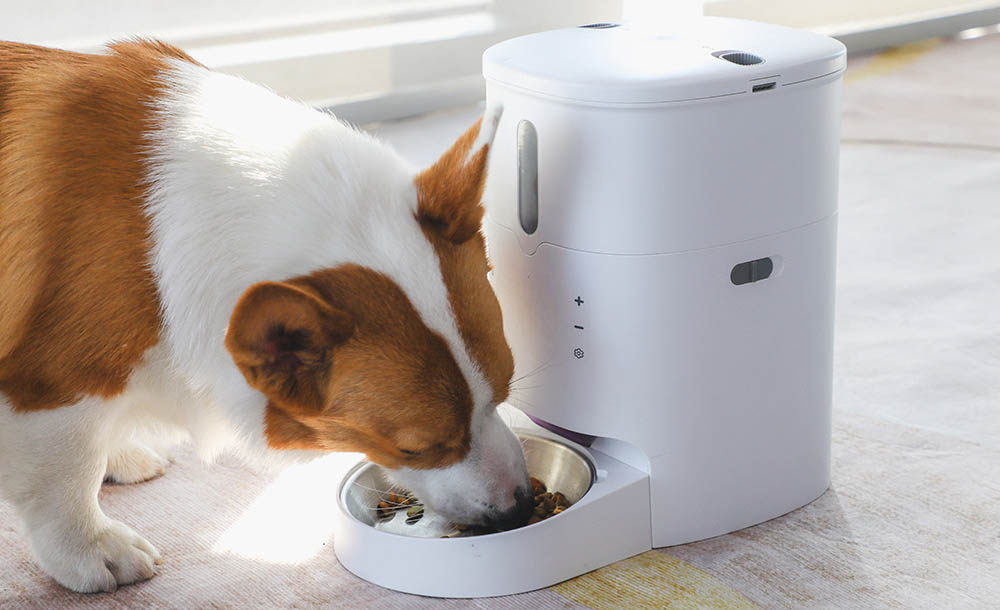 auto pet feeder