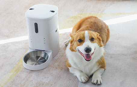 What can auto pet feeder help us with?