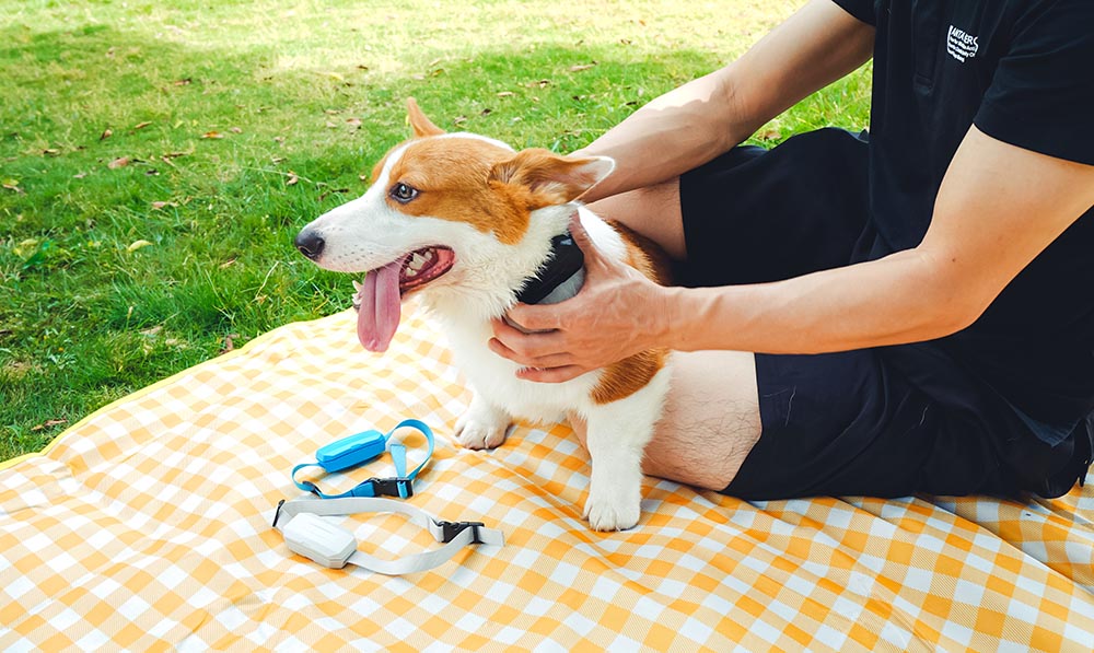 pet gps tracker