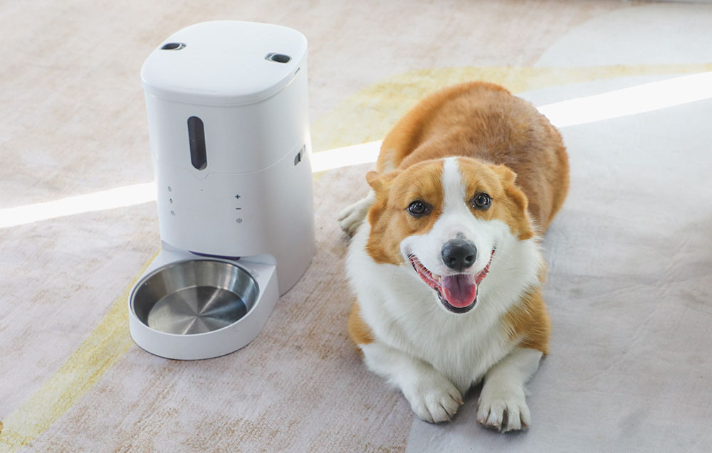 automatic dog feeder