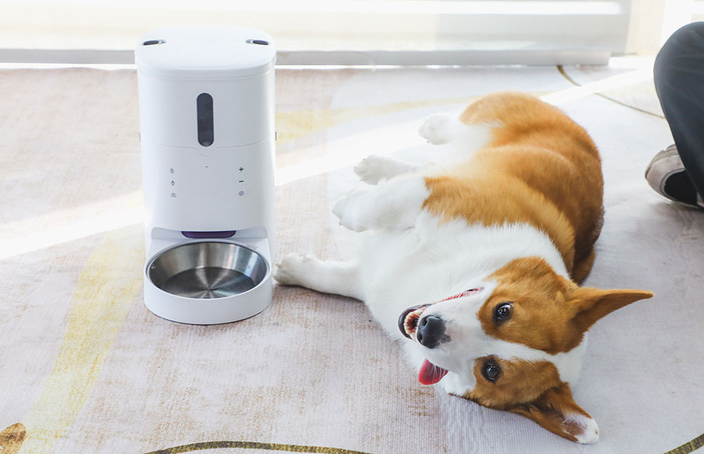 dog food dispenser