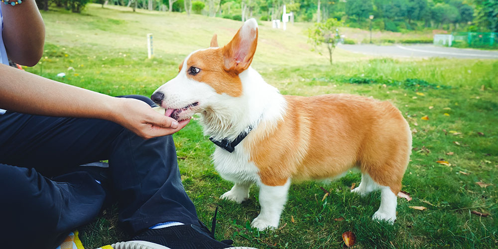 pet gps tracker