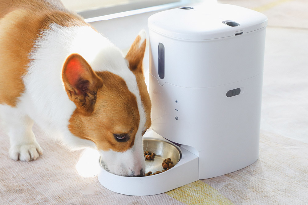 Automatic dog food dispenser