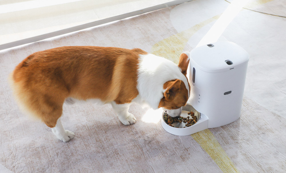 smart dog feeder