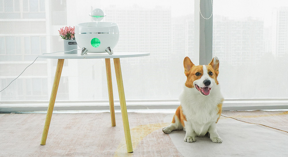 dog drinking fountain