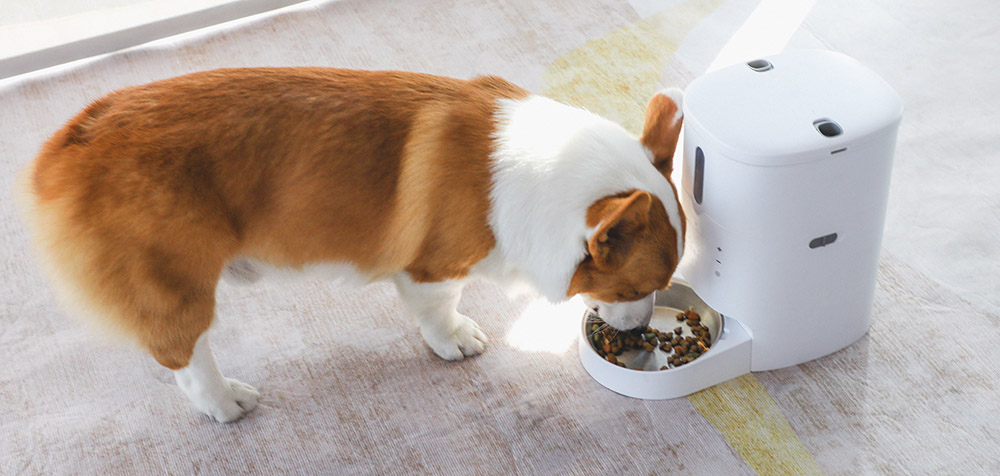 timed dog feeder