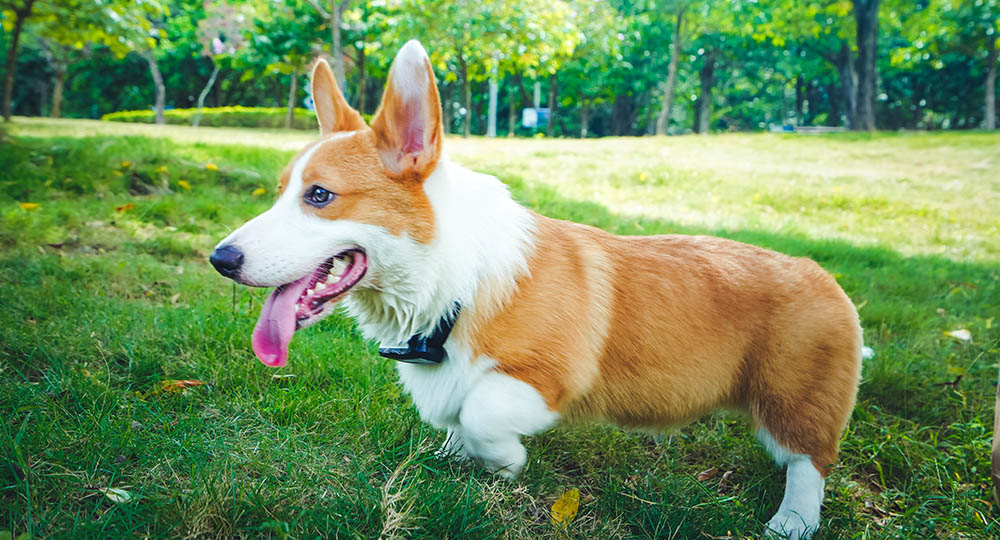 smart collar for dogs