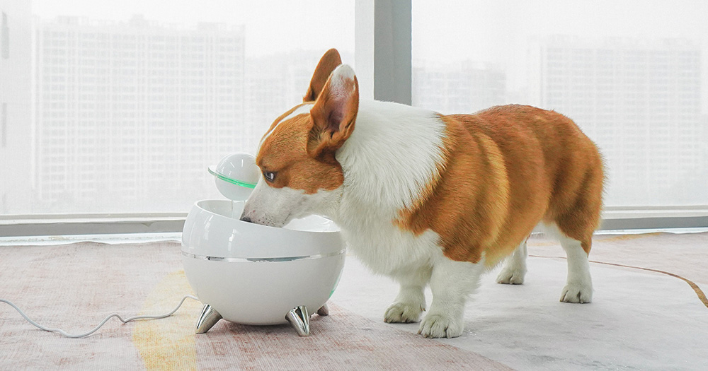 smart pet water fountain