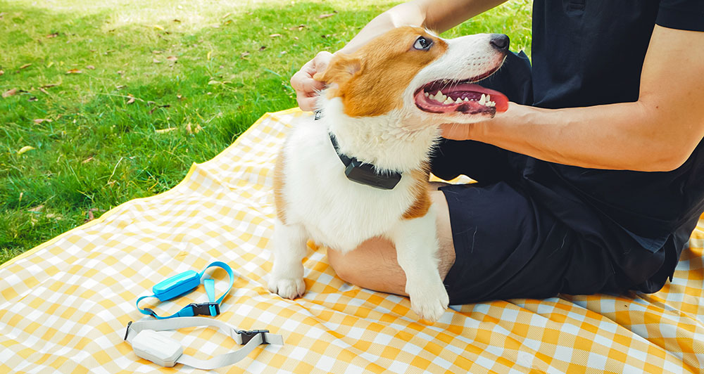 dog collar tracking device