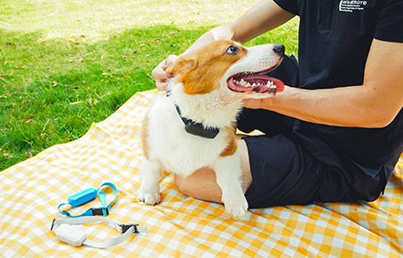 What Are The Benefits Of Walking The Dog?