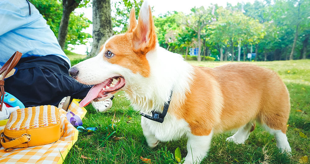 smart pet wearable