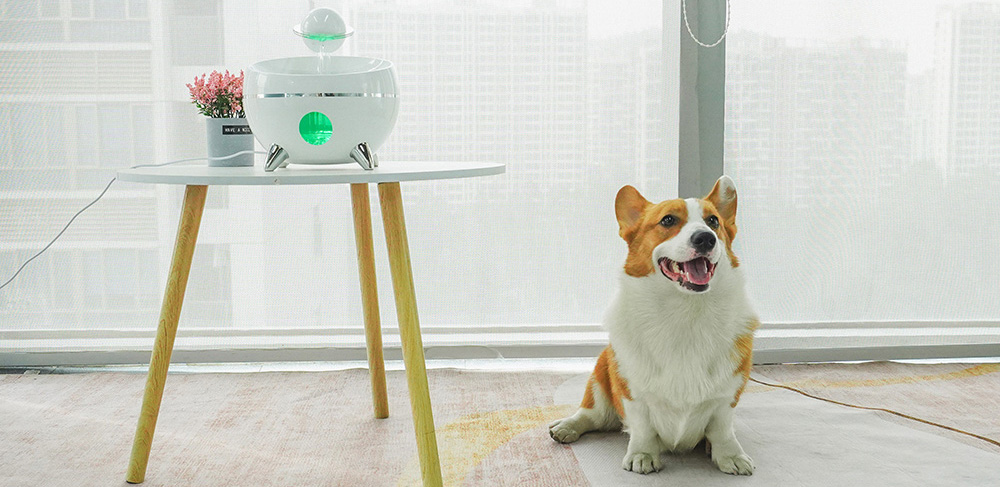 cat smart water fountain