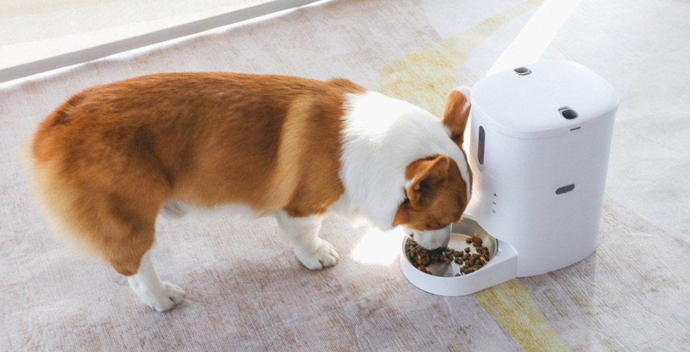 automatic dog food feeder