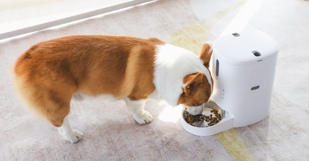 small dog feeder