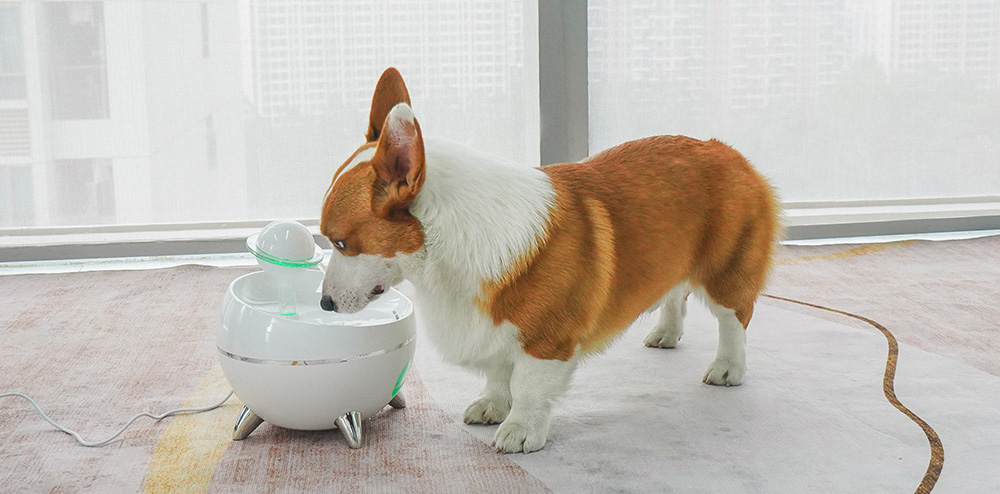 automatic dog water fountain