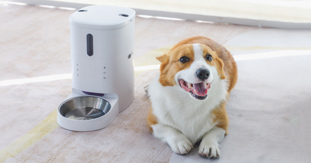 smart dog food dispenser