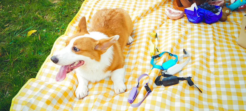 pet tracking collar