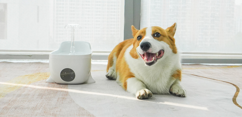 dog water drinking fountain