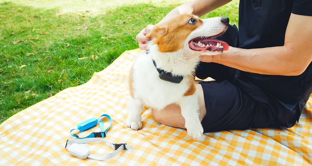 dog collar tracking device