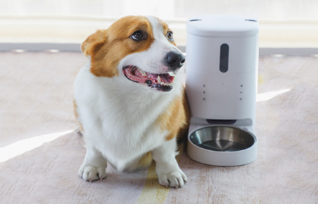 Benefits Of Pet Feeder. What Should Pay Attention When ...