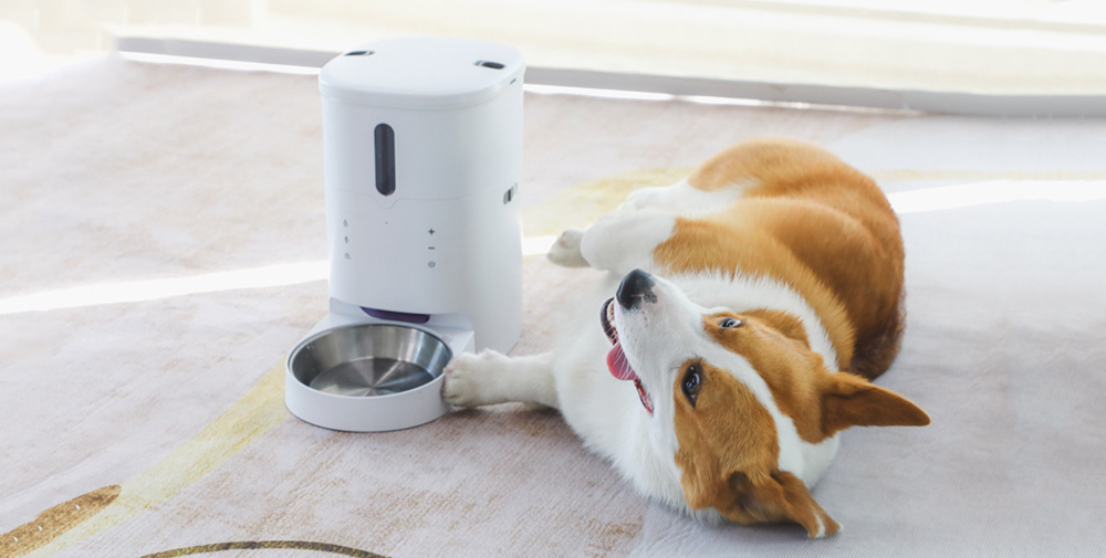 dog food auto feeder