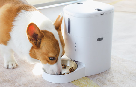 Pet Feeder Timer Setting, What Time Is Better To Feed M...