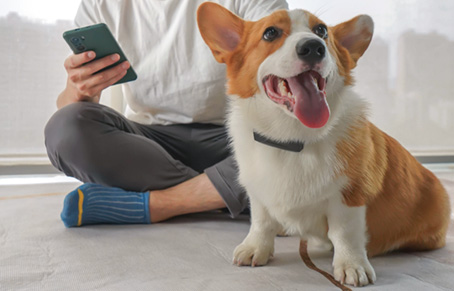 Is It Necessary To Install SIM Card For Pet Locator?