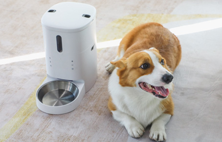 Which Material Pet Feeder Is The Best?