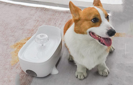 Are Pet Water Dispensers Electrical Leakage? Is It Safe...