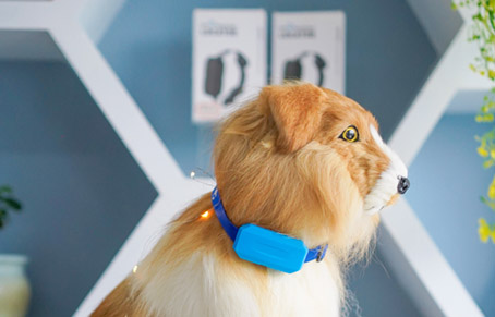 Industry New Trends : What Is NB-IOT Pet Locator?