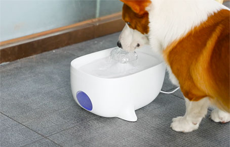 How Do I Install A Pet Water Fountain?