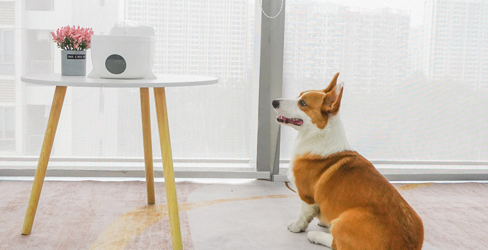 big dog drinking fountain