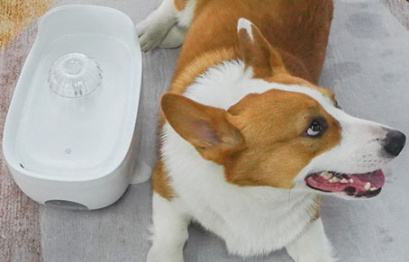 Can A Cat Water Fountain Be Left On All The Time?