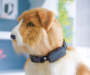 4G Animal Tracker GPS Tracking Collar For Pet