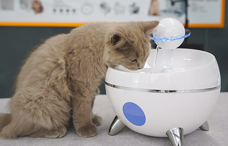 Can Pet Fountains Really Make Pets Love Drinking Water?