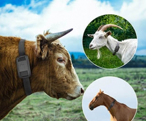 Livestock Animal Gps Cattle Tracker Tracking System