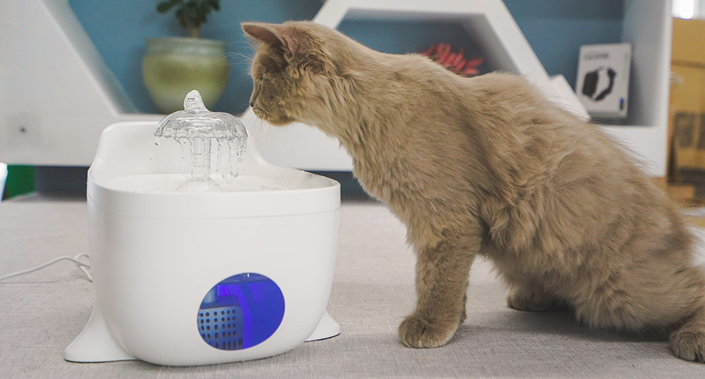 pet filtered water fountain