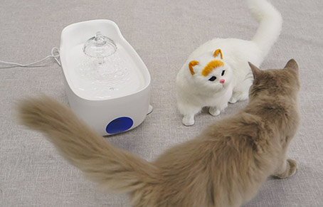 How Often Change The Water In Pet Fountain During The S...