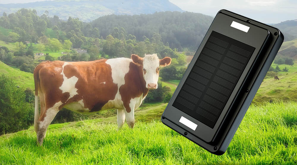 Livestock gps tracker