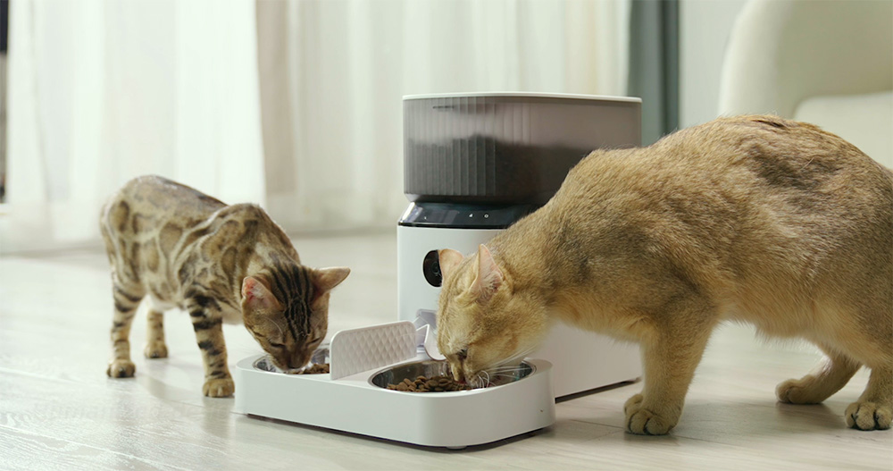 self dispensing cat feeder