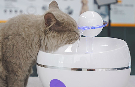 Does Noise From Pet Water Dispenser Pumps Affect Cats？