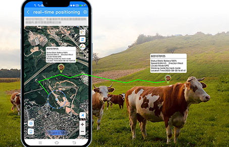 How To Use Cow Locator To Track Cows?