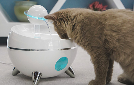 Do Cats Prefer A Pet Cat Water Fountain?