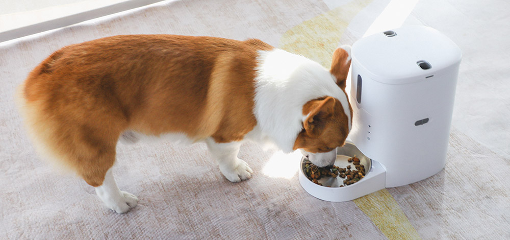 automatic pet dispenser