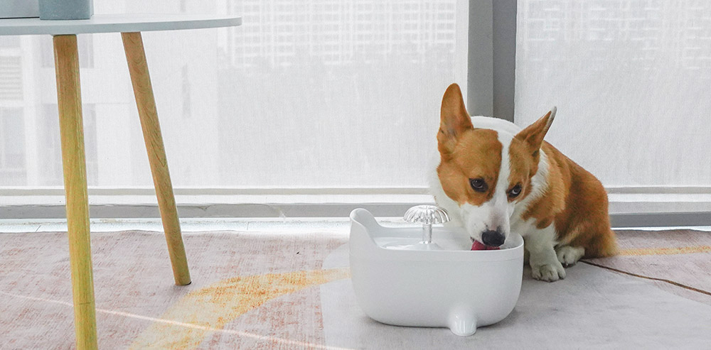 Pet dog water fountain