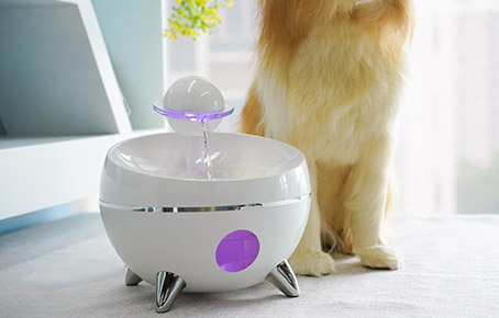 How Do Train Dog To Use Pet Dog Water Fountain?