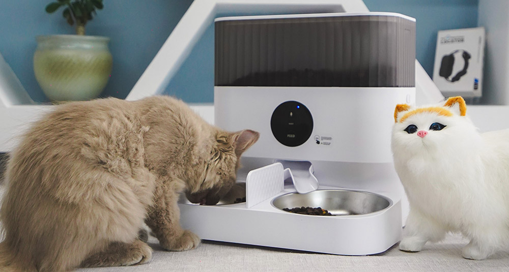 timed cat treat dispenser